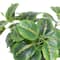 11&#x22; Potted Green Evergreen Maranta Leaves Plant by Ashland&#xAE;